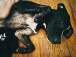 Puppy wandered into stranger’s backyard begging for help Puppy wandered into stranger’s backyard begging for help