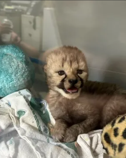 Orphaned cheetah cub adopted by new mom at Cincinnati Zoo Orphaned cheetah cub adopted by new mom at Cincinnati Zoo