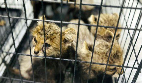 Cheetah cubs destined for illegal trade as exotic pets rescued from heartless thieves