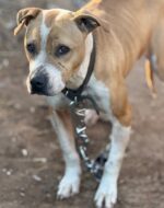 Two men charged in disturbing dogfighting operations in South Carolina