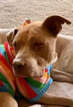 Very adoptable dog isn’t beautiful or young but he wants and deserves to be loved