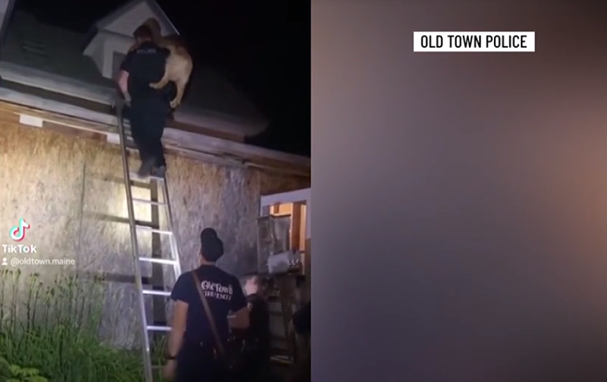 Abandoned golden retriever carried off roof in Old Town has captured hearts nationwide