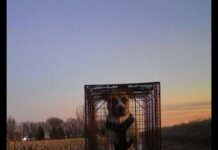 Family’s dog ran away after devastating home fire and would return to sit on charred ruins