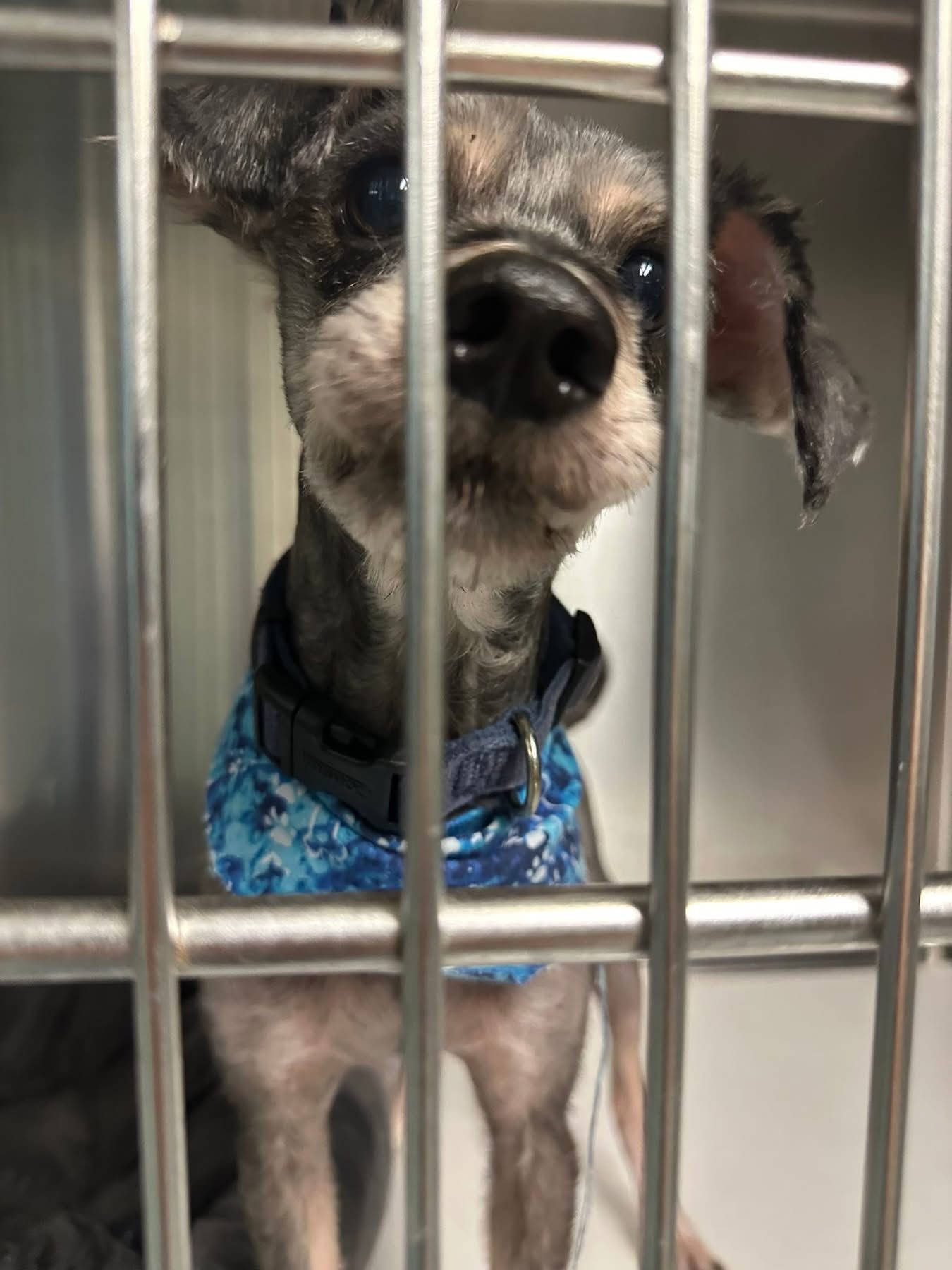 Small pooch with big heart needs healing home