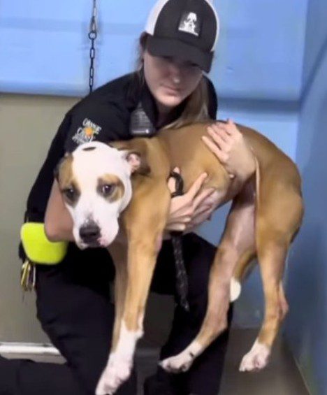 Heartbreaking: Shelter pup had to be carried after severely damaged paw pads and trauma