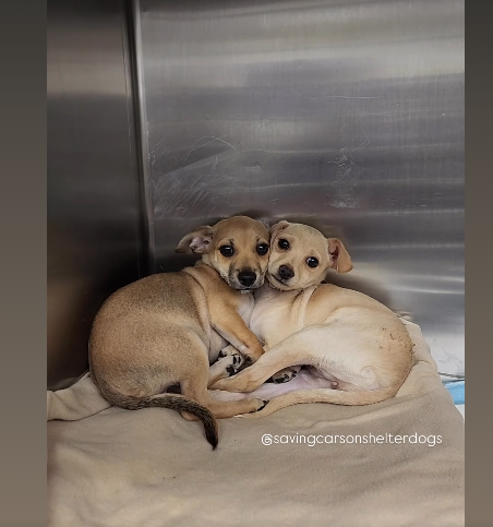 Just babies: Two month old Chihuahuas found as strays huddle together at scary overcrowded shelter