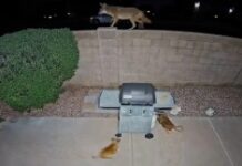 Double team chihuahuas save Shih Tzu pal from coyote attack