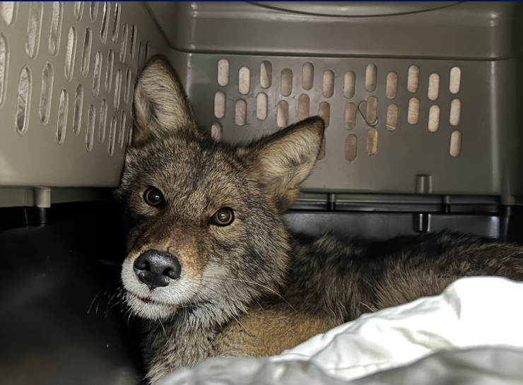 Coyote pulled out of shelves hiding in Aldi store in Chicago Coyote pulled out of shelves hiding in Aldi store in Chicago