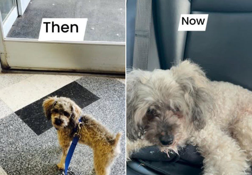 Ten years ago man’s pup was stolen and now the two have been reunited