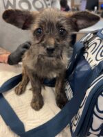 Four-month-old puppy stolen from Austin shelter returned: No charges to be filed Four-month-old puppy stolen from Austin shelter returned: No charges to be filed