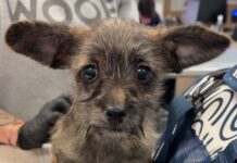 Four-month-old puppy stolen from Austin shelter returned: No charges to be filed