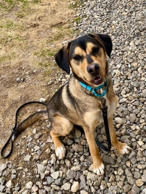 Pup saved from street, full of fleas and starving, now at shelter after his rescuer was unable to keep him Pup saved from street, full of fleas and starving, now at shelter after his rescuer was unable to keep him