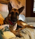 Chief found next to dumpster starving and searching for shelter inside abandoned house making remarkable recovery and ready for new home