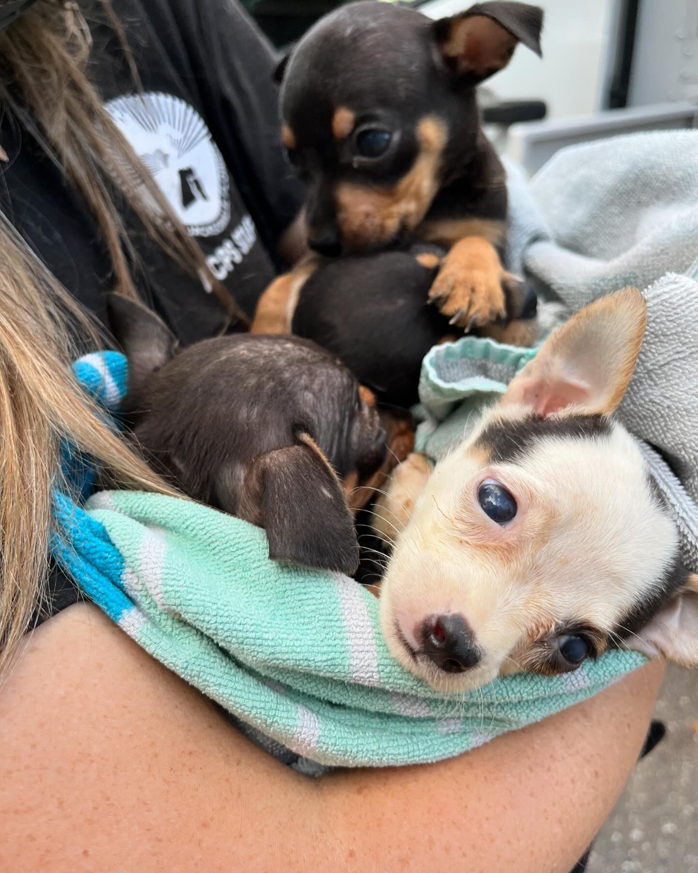 Animal control confiscates 130 chihuahuas living in vacant Jacksonville home