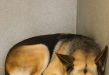Gentle German shepherd dumped at animal shelter not because she did something wrong but because life is unfair