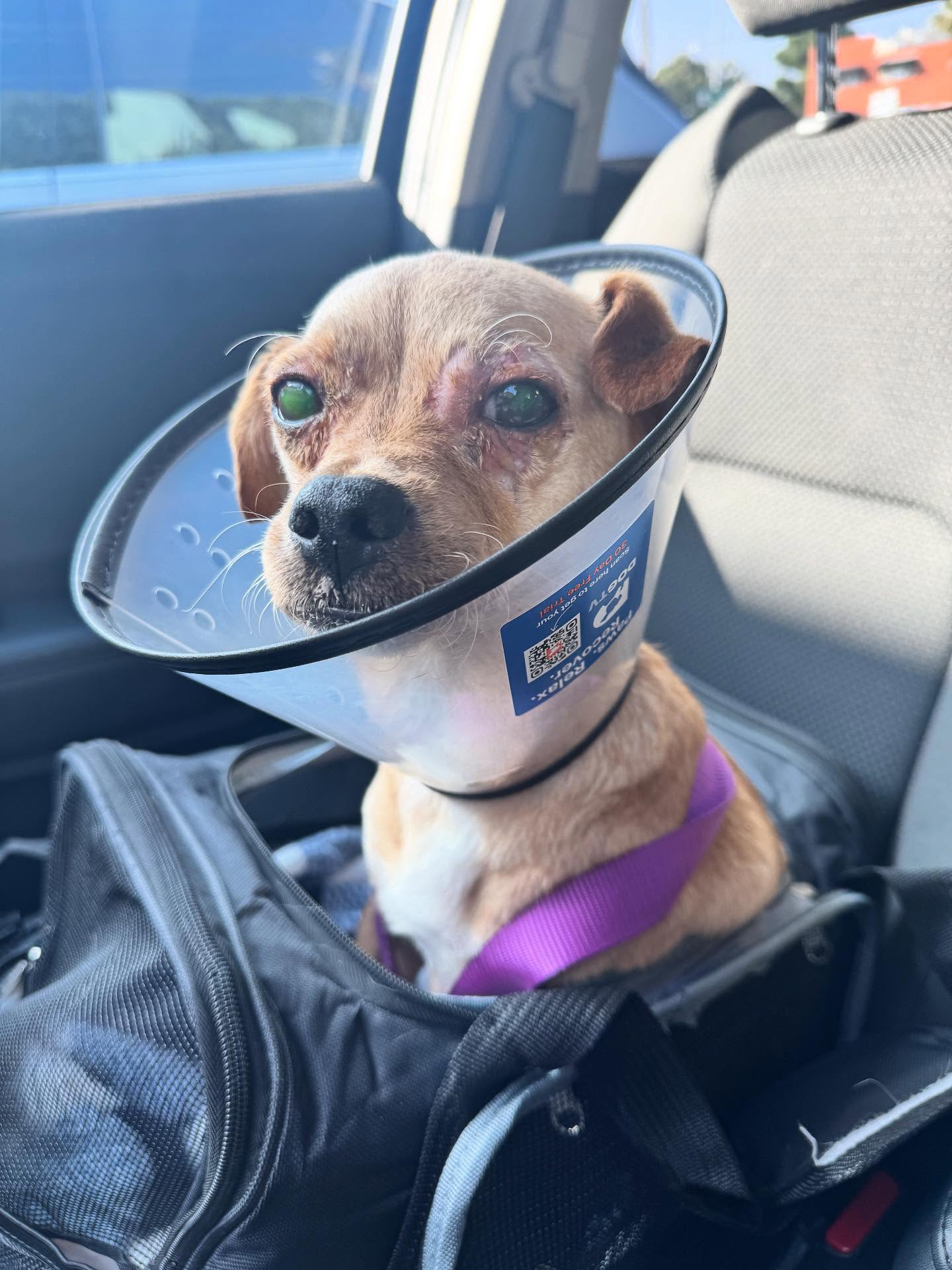 Tiny dog rescued in LA’s Skid Row found with eyes glued shut receiving medical and emotional care in ongoing recovery Tiny dog rescued in LA’s Skid Row found with eyes glued shut receiving medical and emotional care in ongoing recovery