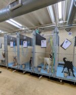 Please help: Cincinnati Animal CARE posted code red after taking in 900+ animals in last 30 days Please help: Cincinnati Animal CARE posted code red after taking in 900+ animals in last 30 days