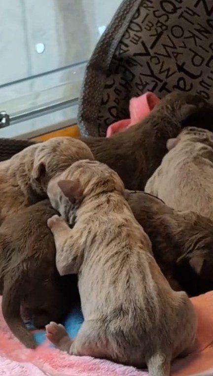 Heartbreaking: 8 newborn puppies sealed in trash bag in dumpster getting chance at life Heartbreaking: 8 newborn puppies sealed in trash bag in dumpster getting chance at life
