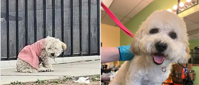 Cinderella update: Pup who waited in filthy pink dress for her family who never returned