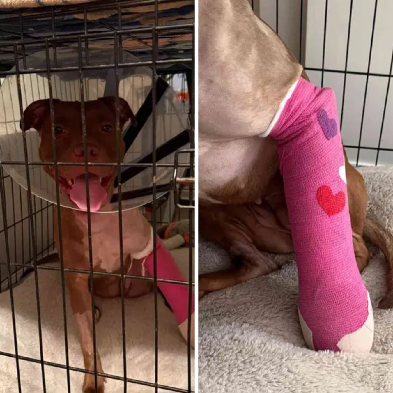 Cinnamon’s amazing resilience both physical and emotional recovery after being thrown out of second story window