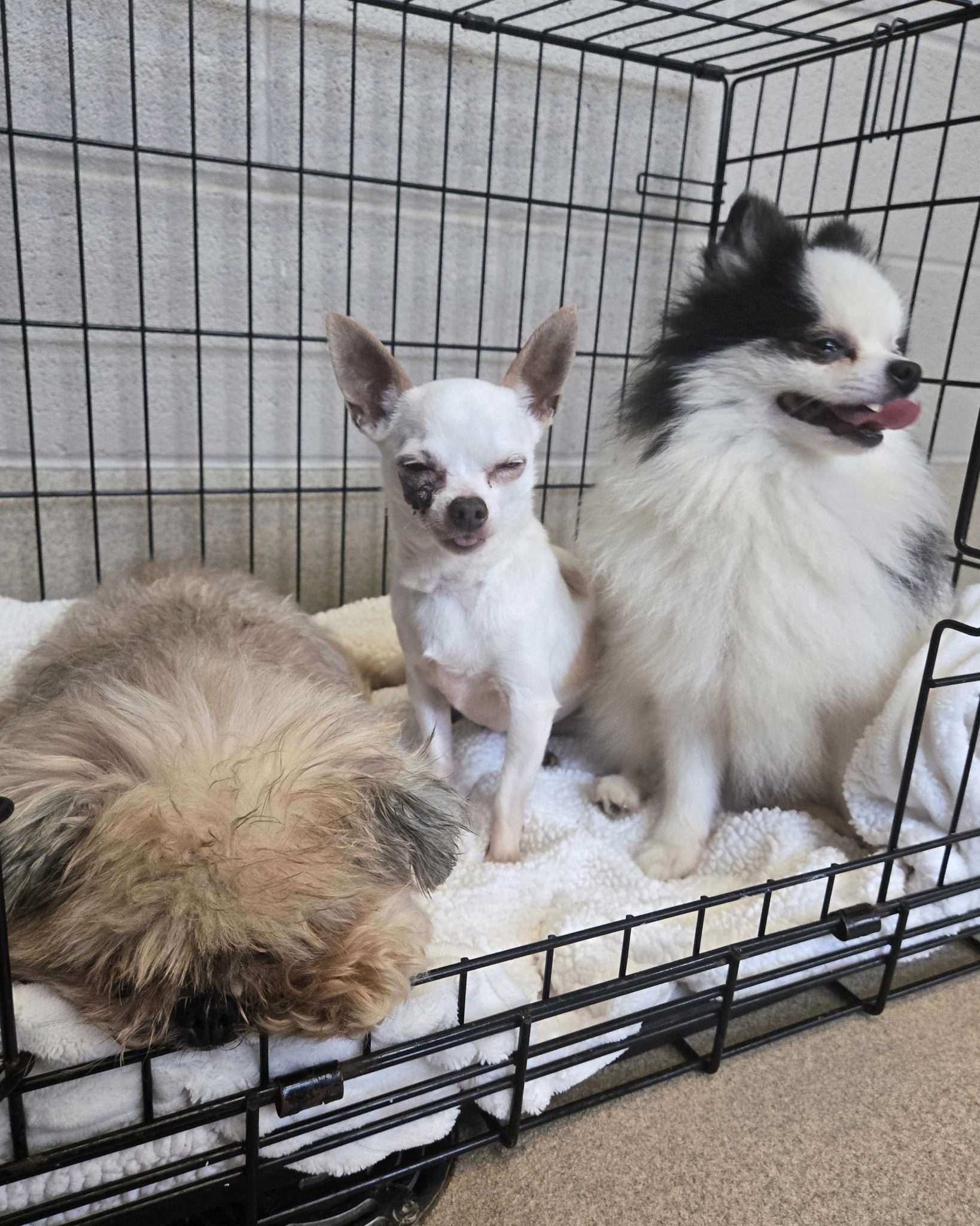 Three brokenhearted dogs mourn passing of beloved owner need to be loved again