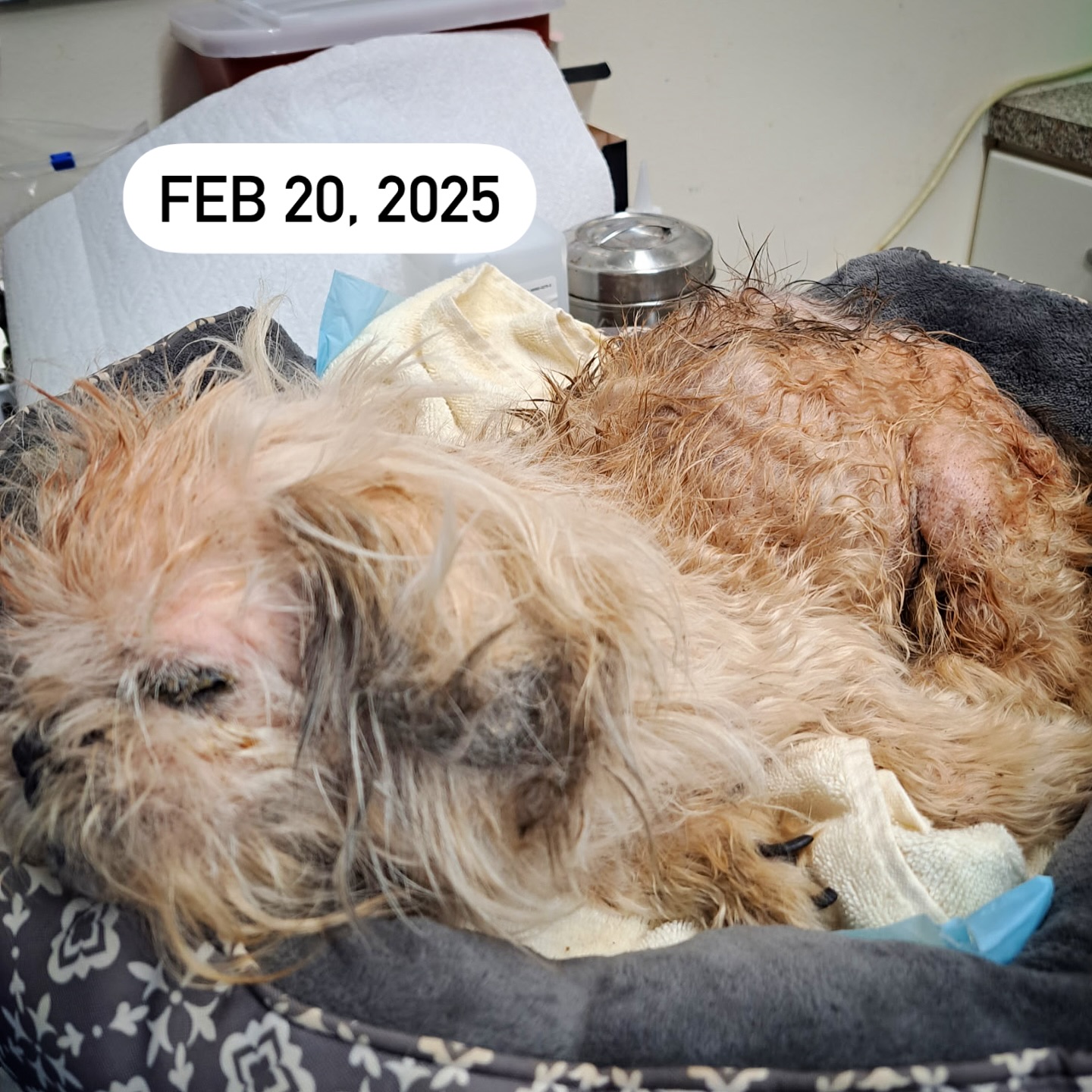 Heartbreaking: Owner of 12 year old blind and deaf Shih Tzu found roaming streets doesn’t want her back Heartbreaking: Owner of 12 year old blind and deaf Shih Tzu found roaming streets doesn’t want her back