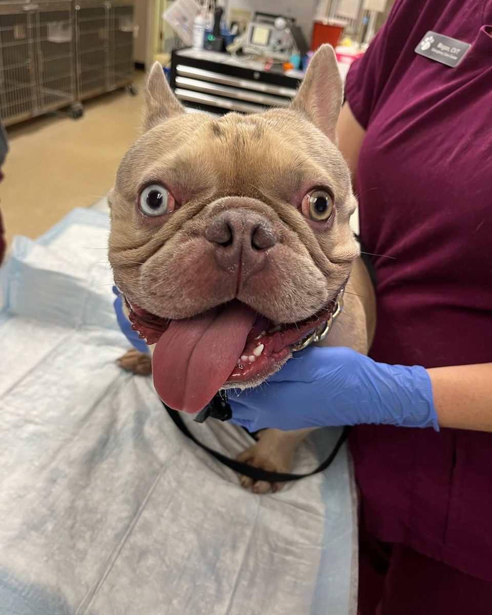 Florida police rescued French bulldog left in car at beach as temperatures exceeded 96 degrees