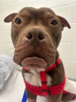 UPDATE: Cutest pup with pouty lip found injured and starving now ‘ready to find his people’