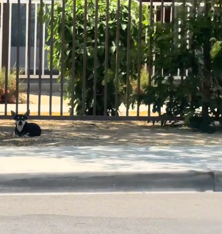 Abandoned dog ate dirt while waiting month for her family to return but they never showed up Abandoned dog ate dirt while waiting month for her family to return but they never showed up
