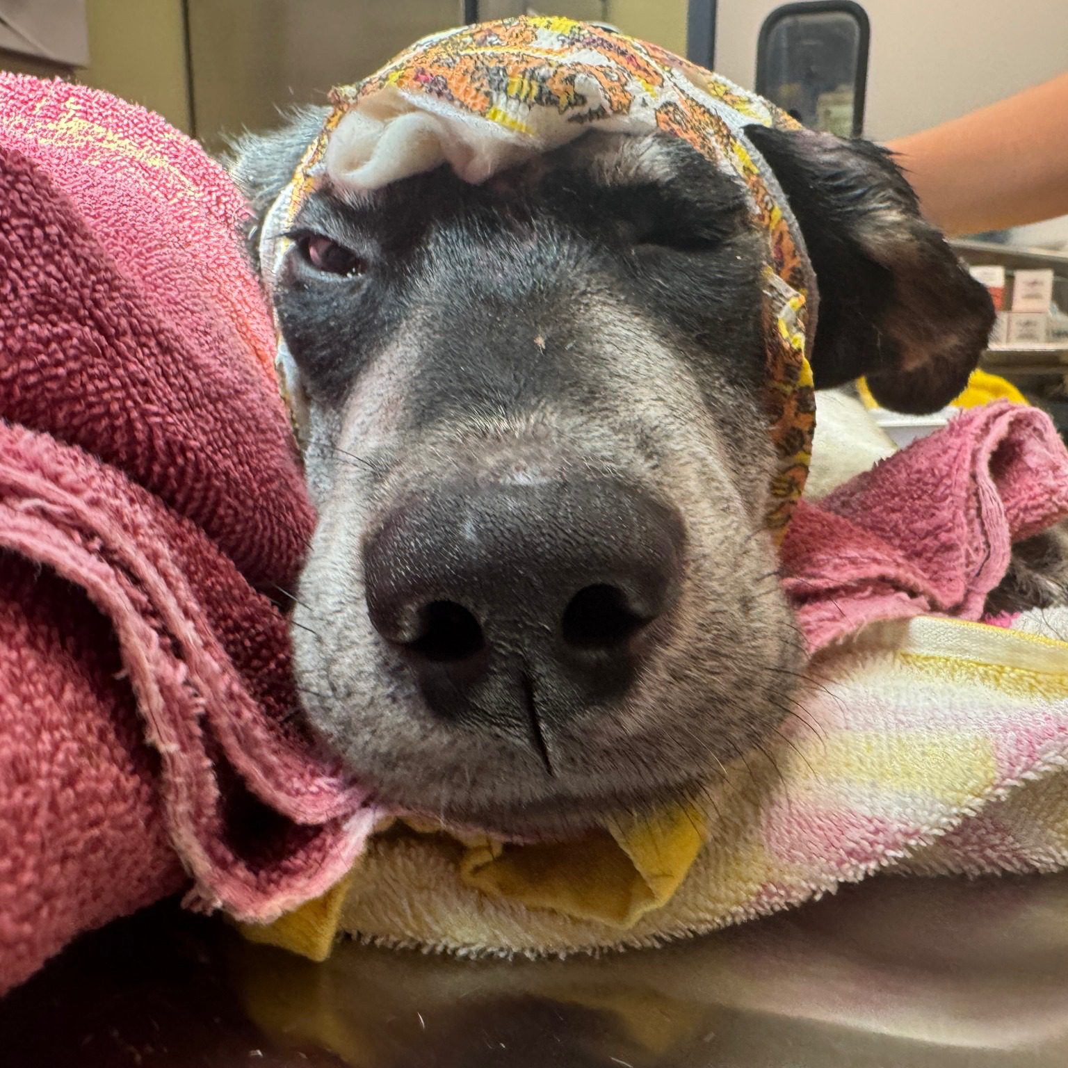 UPDATE: Severely injured dog ‘Cobalt’ left alone to die making miraculous recovery thanks to caring rescuers UPDATE: Severely injured dog ‘Cobalt’ left alone to die making miraculous recovery thanks to caring rescuers