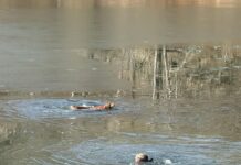 Hero police officers risked own lives to save 2 exhausted dogs from drowning in icy pond