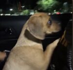 Owner charged with animal cruelty after 5 month old puggle struggled to breathe after cocaine exposure Owner charged with animal cruelty after 5 month old puggle struggled to breathe after cocaine exposure