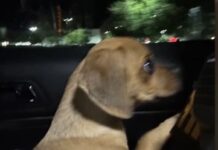 Owner charged with animal cruelty after 5 month old puggle struggled to breathe after cocaine exposure