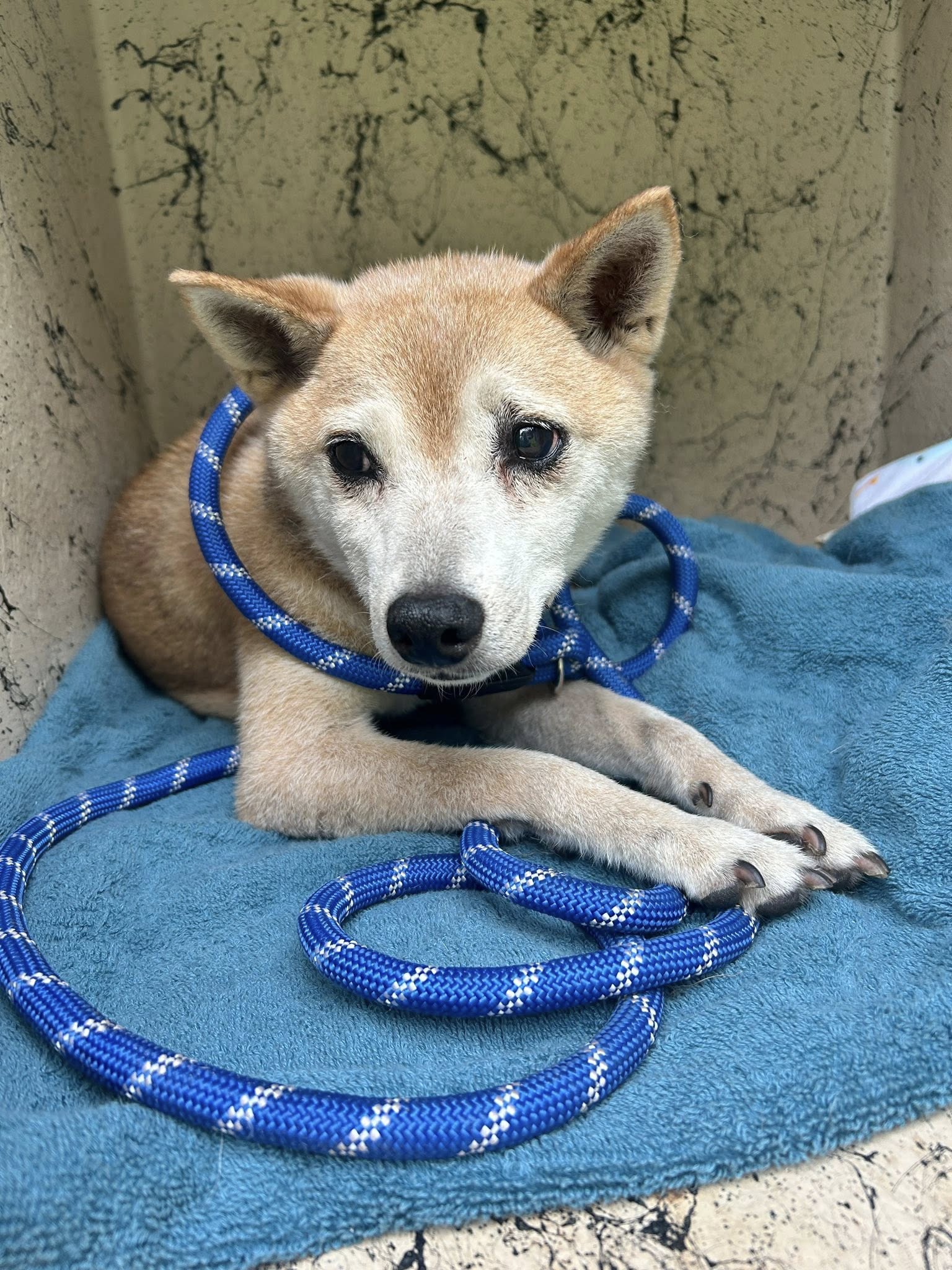 Heartless owner travels 50 miles to another Florida county to abandon senior dog Heartless owner travels 50 miles to another Florida county to abandon senior dog