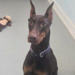 Heartwarming reunion as unclaimed stray ‘Stray’ Doberman finds her way home after jumping fence