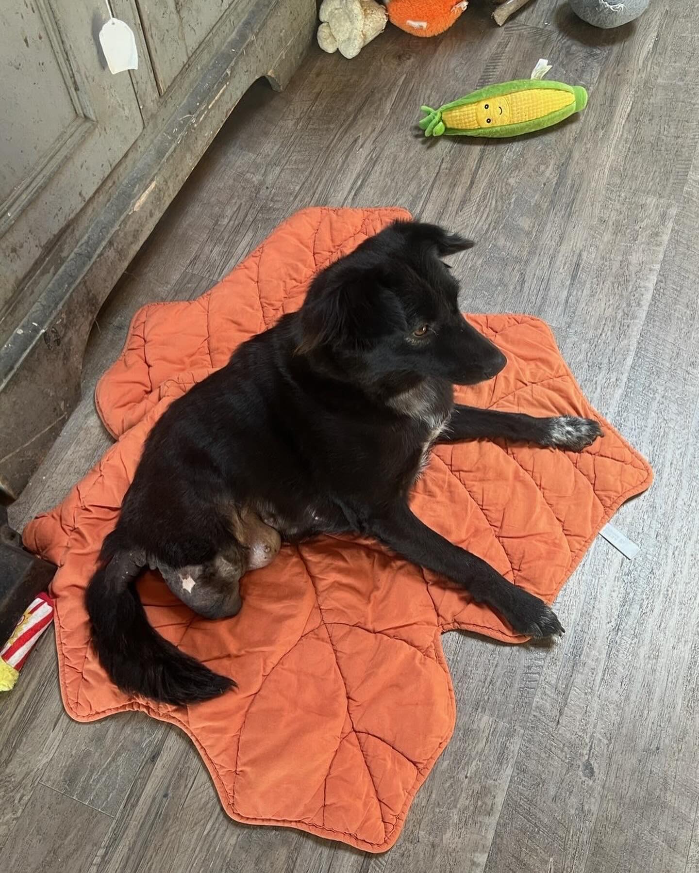 Two legged dog with ‘no limitations’ still waiting for ‘furever’ home after 3 years