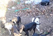 FIVE heroes needed to rescue 10 outdoor puppies from bitter St. Louis temperatures plummeting to single digits