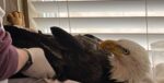 Outrage from social media after discovery of injured bald eagle intentionally shot with ball bearing