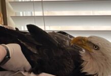 Outrage from social media after discovery of injured bald eagle intentionally shot with ball bearing