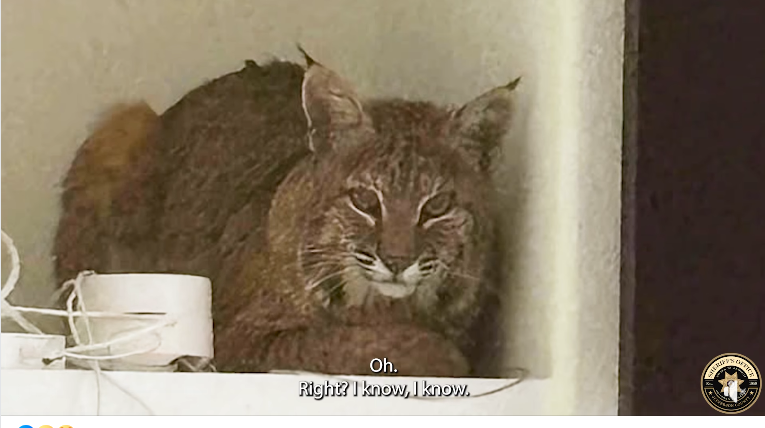 Unimpressed bobcat ignores ‘high tech’ and relaxed behind television in man’s home