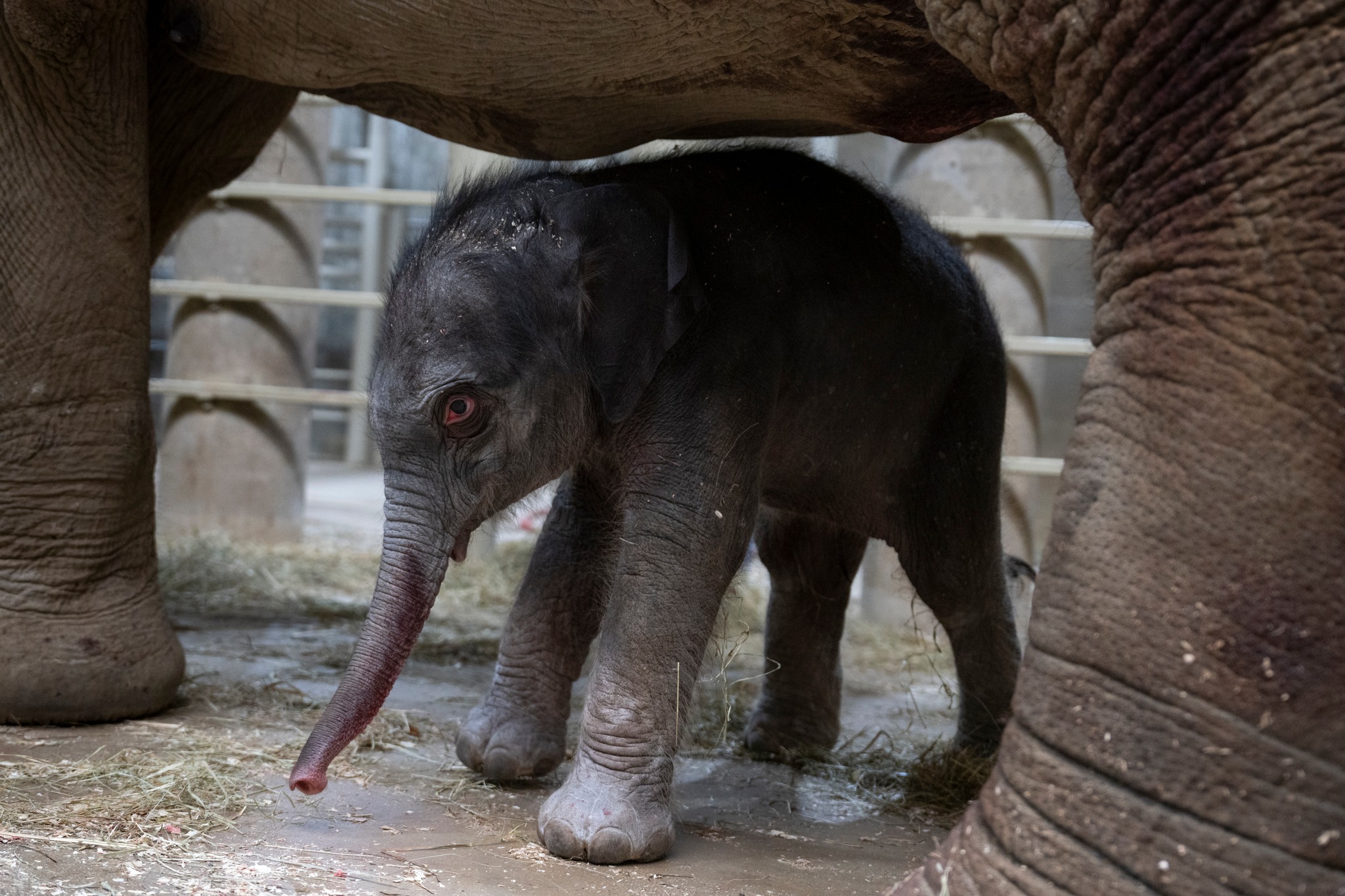 Perfectly Adorable: After 2 years Asian elephant gives birth to 215 pound bouncing baby girl Perfectly Adorable: After 2 years Asian elephant gives birth to 215 pound bouncing baby girl