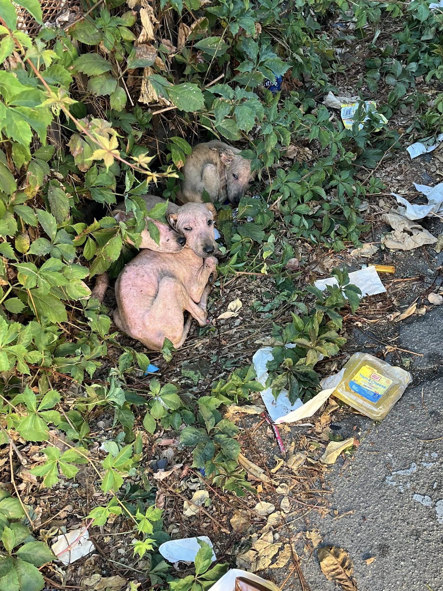 Four puppies abandoned in alley starving and scared rescued in nick of time