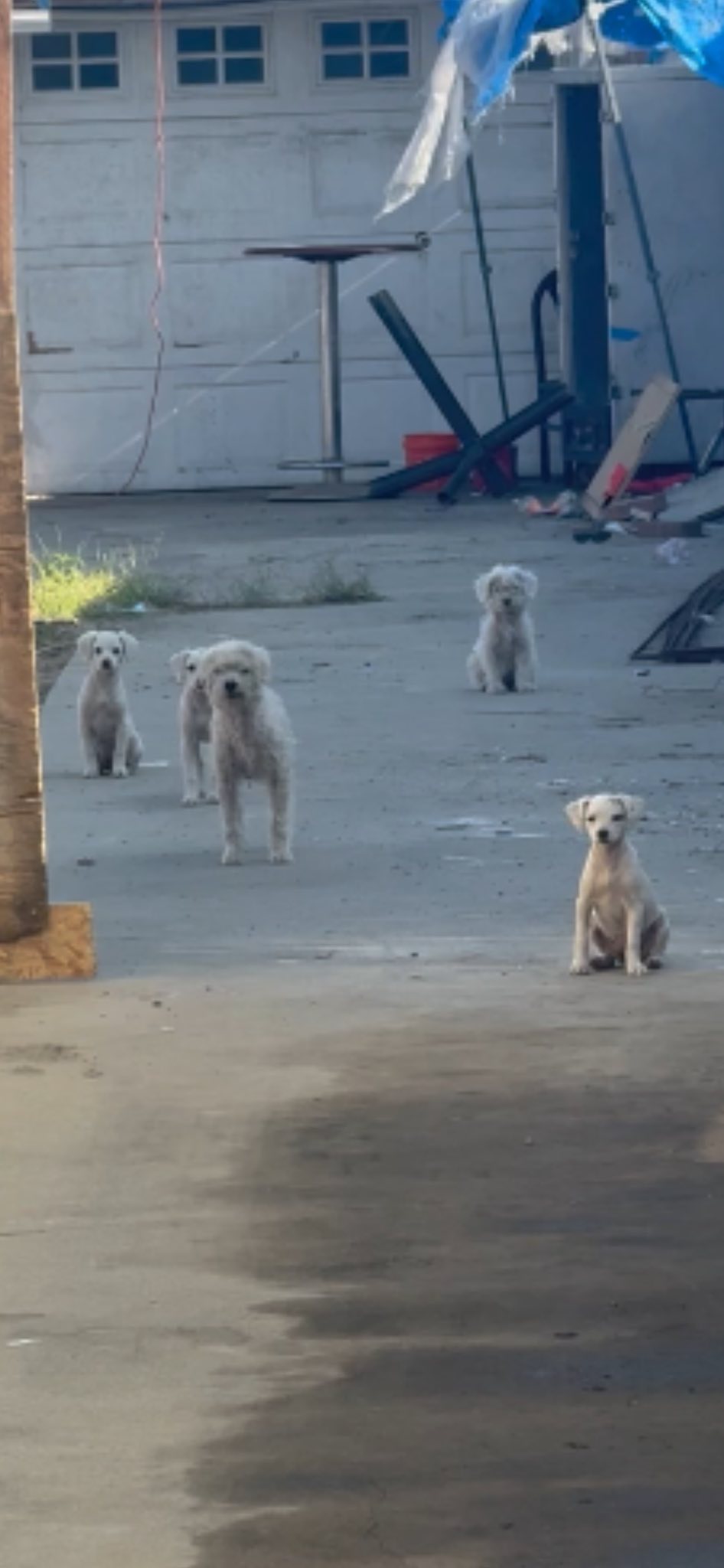 Abandoned mother dog protected her puppies after left to fend for themselves in trash pile