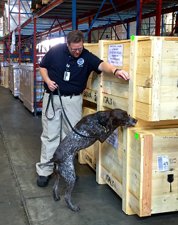 Doge orders care and feeding of K9 bomb sniffing dogs canceled