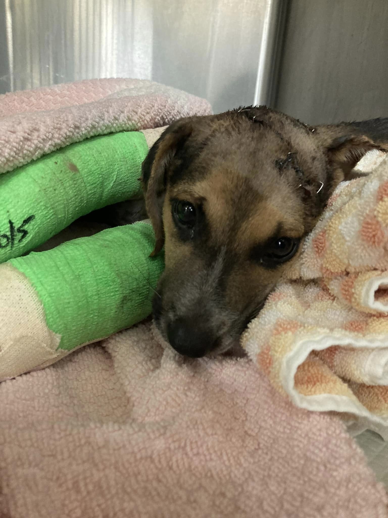 Three-month-old puppy attacked by another dog flown to Houston for life saving care by compassionate angels