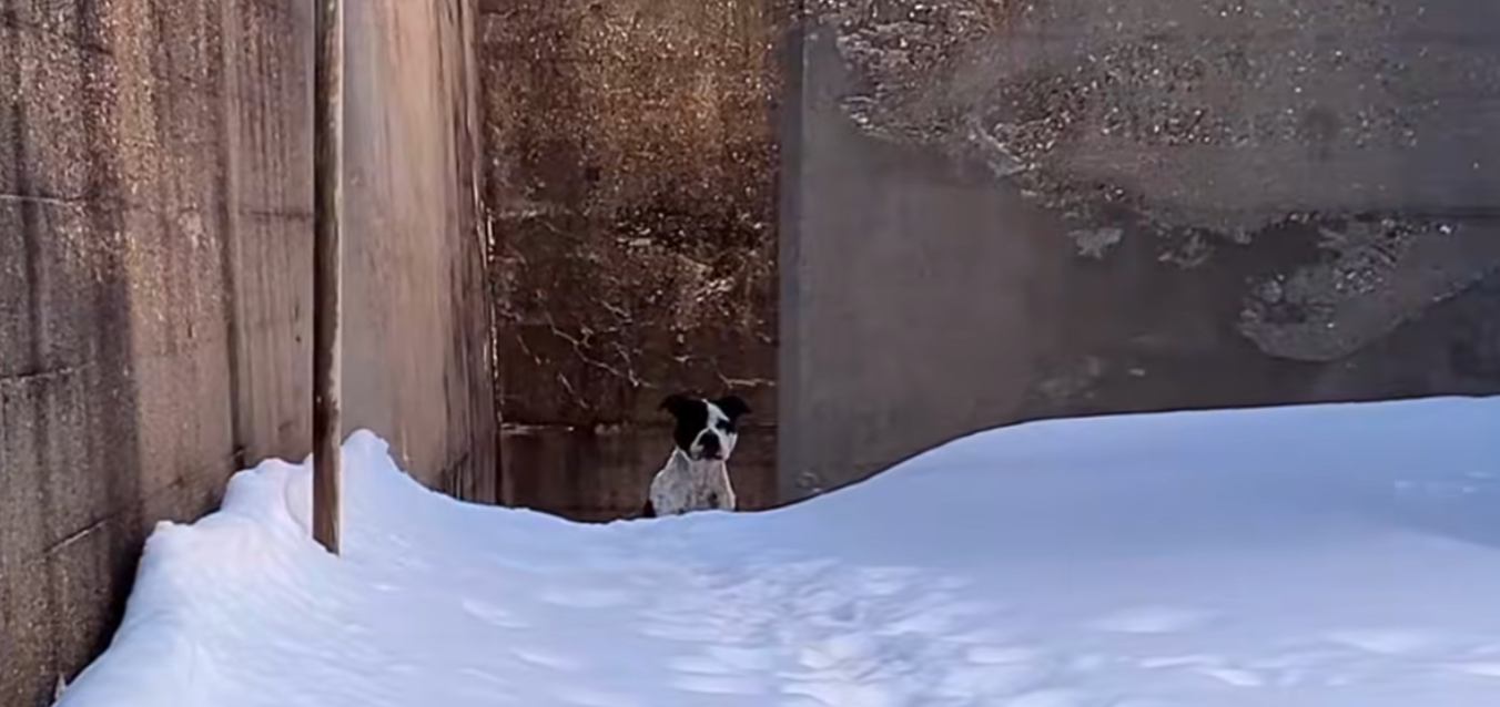 Grateful dog with frozen painful paws lived alone in abandoned building afraid of everyone couldn’t stop kissing her rescuers