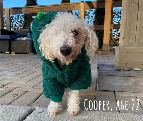 Cooper old dog 1