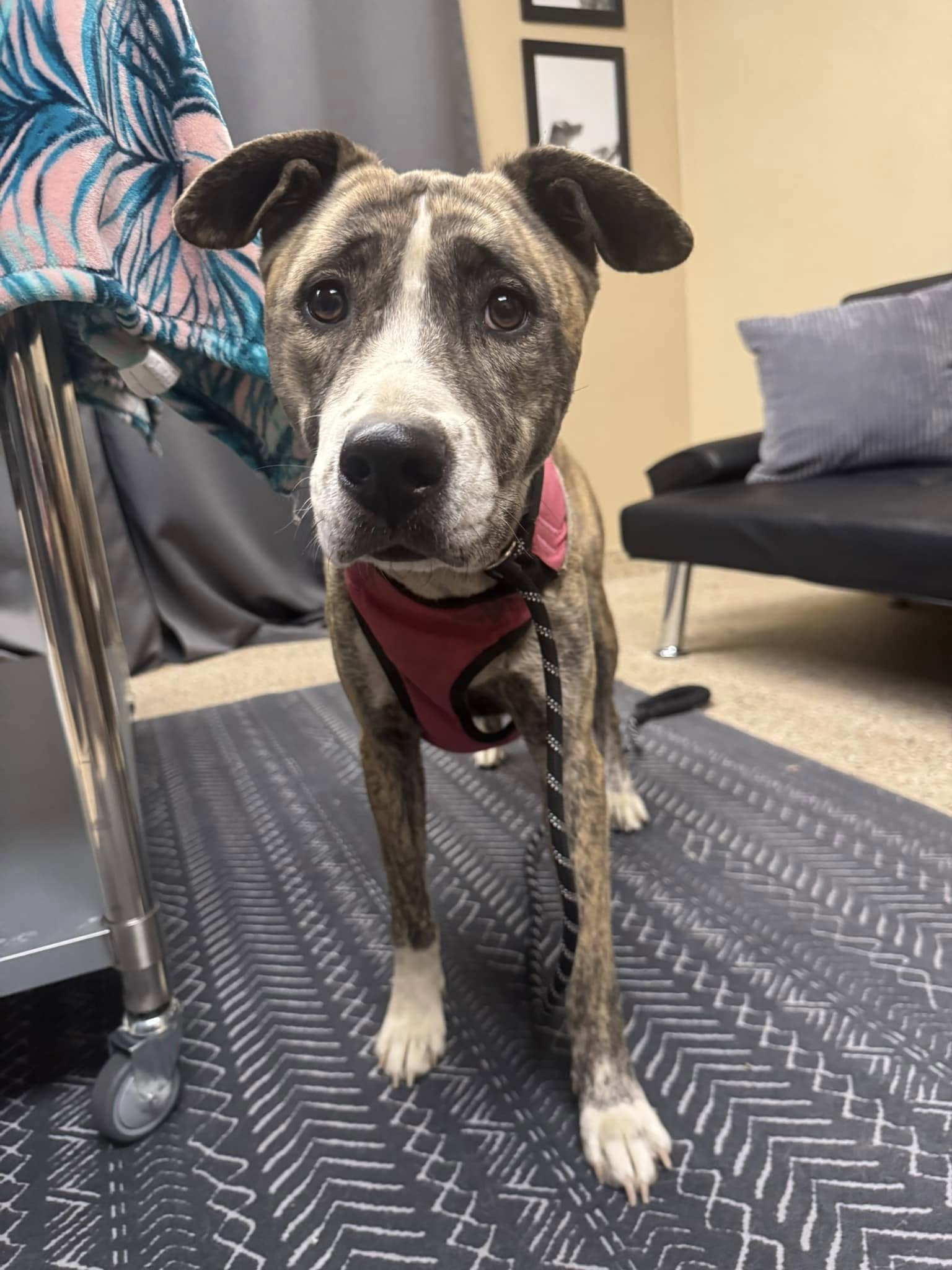 Abandoned dog survived for weeks running through ravines amid dangerous predators Abandoned dog survived for weeks running through ravines amid dangerous predators