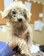 Warrior pup ‘Cornbread’ discovered in heartbreaking situation receives incredible outpouring of love, prayers, and support