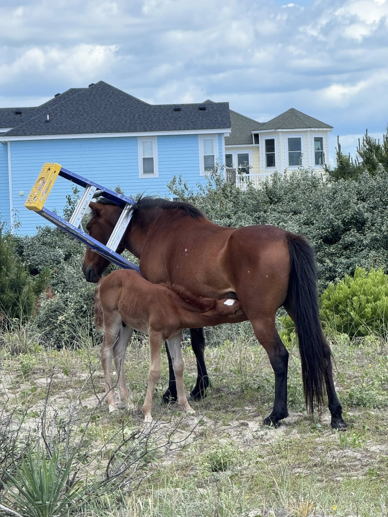 Wild mare spotted with ladder stuck around her neck on Outer Banks rescued